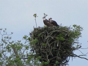 Pair of Osprey on nest