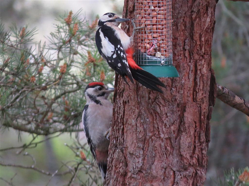 Pair of Woodpeckers