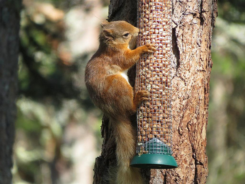 Red Squirrel Astrid