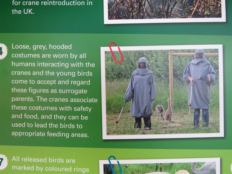 Would you like to dress up as a grey heron?