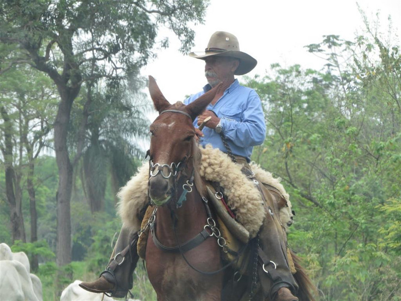 Brazilian &#39;cowboy&#39; herding cattle