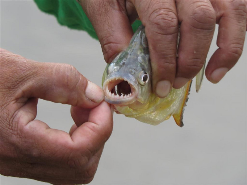 Piranha - look at those teeth.