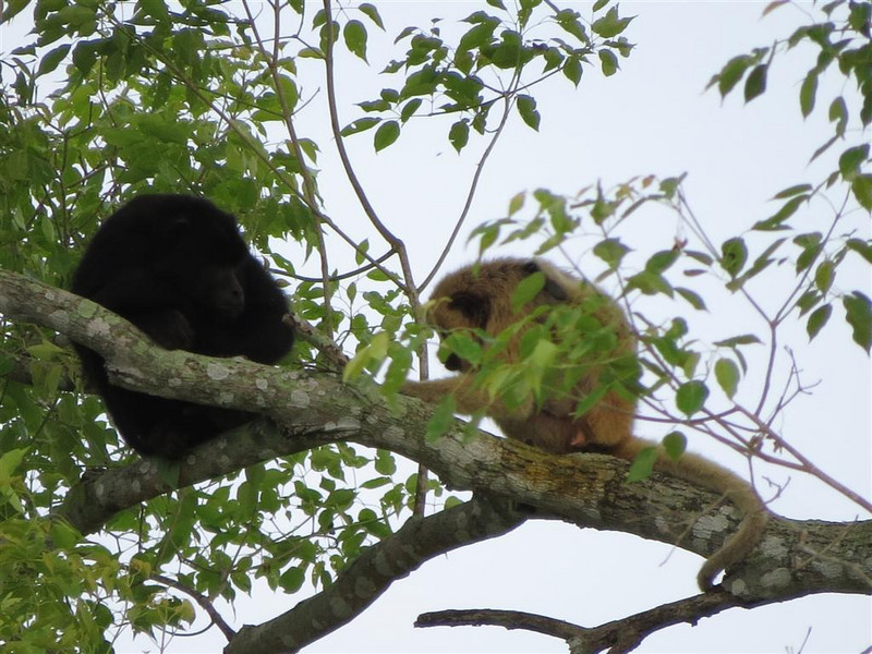 Male (black) and female Howler monkeys