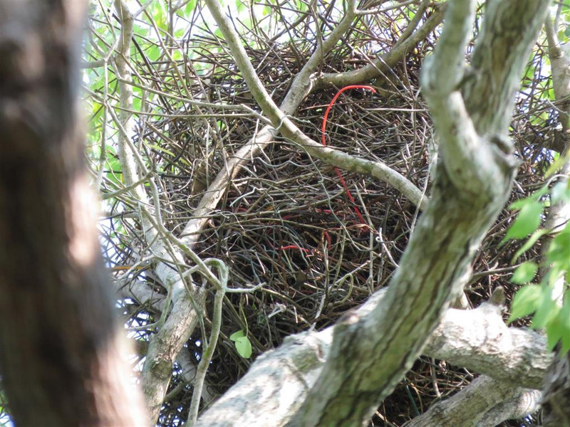 Stork nest - see red rope