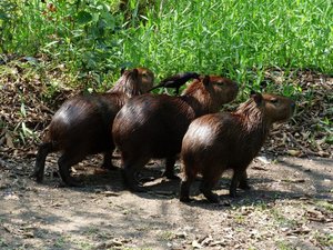 Capybaras wondered through Lodge - look at bird