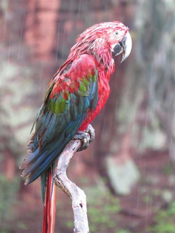 Bedraggled Macaw in the rain