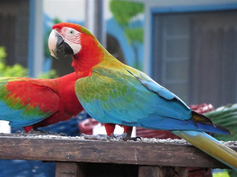 Macaws at Santa Clara