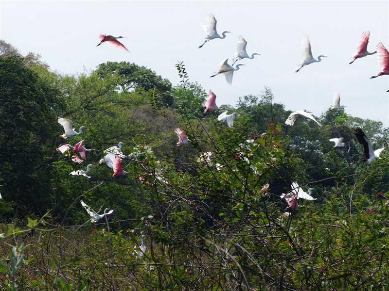 Pink Spoonbills in flight thanks to guide