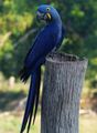 Beautiful Hyacinth Macaw