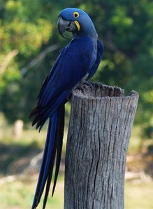 Beautiful Hyacinth Macaw