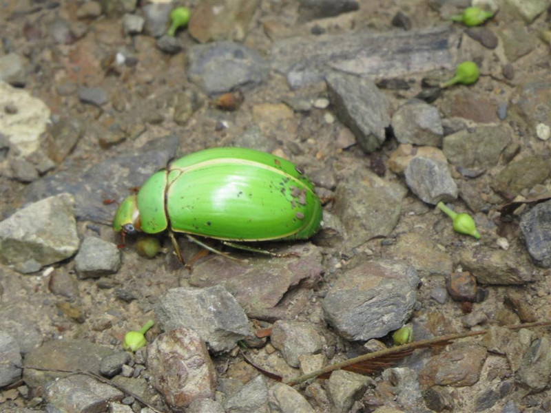 Flying green beetle