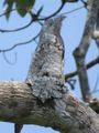 Potoo perched on mould/fungus