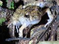 Tree Frog uses hollow trunk to increase volume