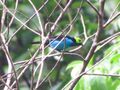 Paradise Tanager