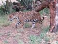 Jaguar finally - unfortunately in zoo