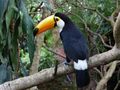Friendly Toucan at Zoo