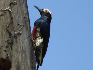 Yellow Faced Woodpecker