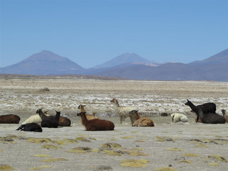 Llamas with Cordillera in background