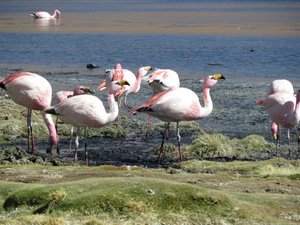 Flamingos- 3 types present