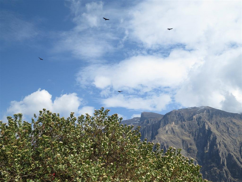 The Condors rising from the Colca Canyon