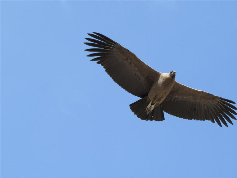 Juvenile Condor circling above
