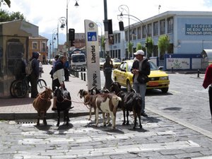 Goats come to Cuenca