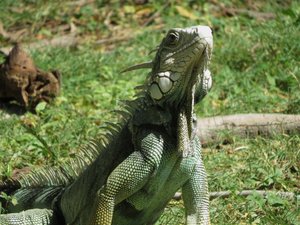 Large Iguana in gardens