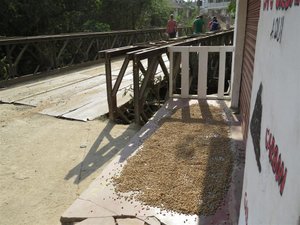 Single track bridge in Minca with coffee drying.