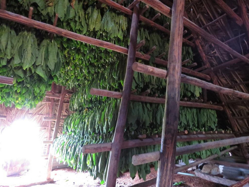 Tobacco leaves drying in thatched shed.