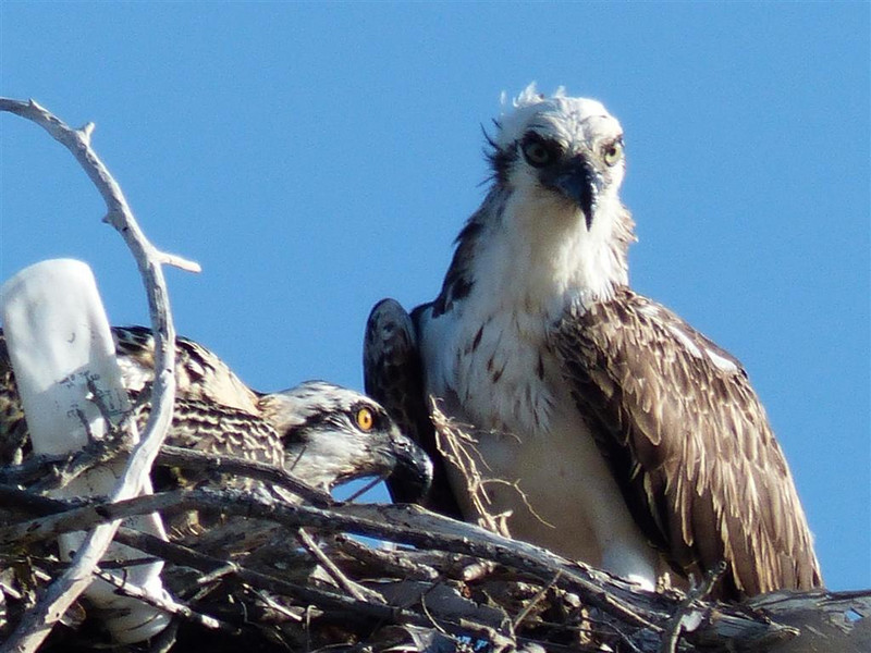 Osprey &#39;chick&#39; as big as parent.
