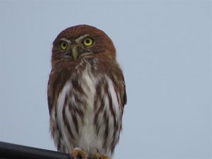 Another Ferruginous Pygmy Owl, more active in day.