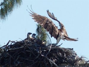 Parent Osprey returning with fish for chicks.