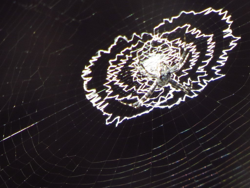 Interesting spider&#39;s web.