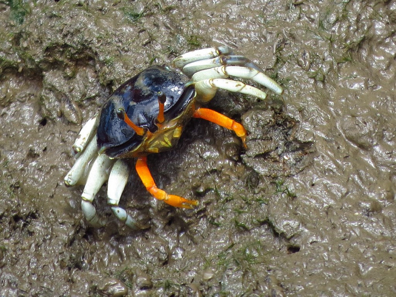 Crabs in Daintree mud