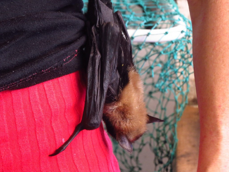 Woman fostering 2 fruit bats