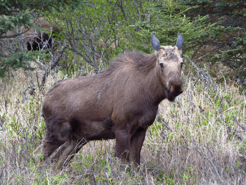 Our first moose sighting - considered as dangerous as bear