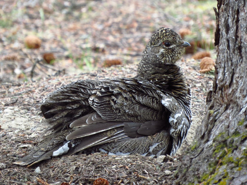 Spruce grouse came by van.