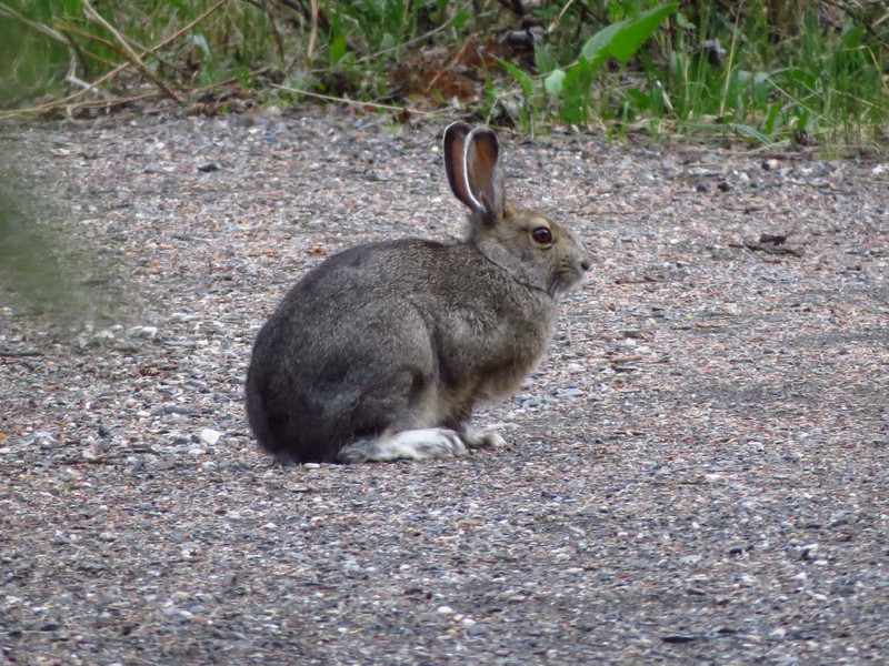 Snowshoe Hare with big feet, still white.