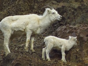 Dall sheep, the reason the Park was first established