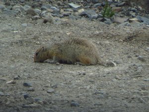 Ground squirrels everywhere, good food source for larger animals.