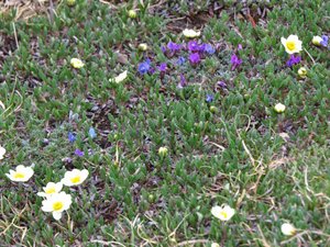 Spring flowers on the Tundra