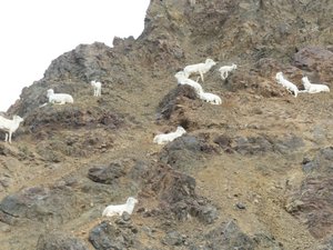 Group of Dall sheep on rocks