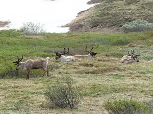 Group of caribou