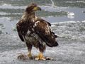 A juvenile (third year) Bald Eagle with prey on ice flow.