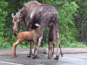 By Denali visitor centre, Moose are considered to be more dangerous than bears.