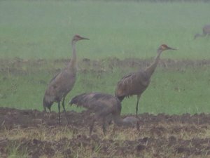 Sandhill cranes through very heavy rain!
