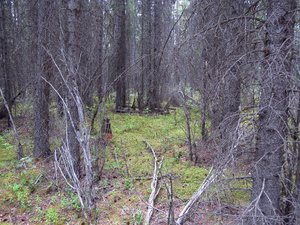 Boreal forest (called Taiga by the Russians)