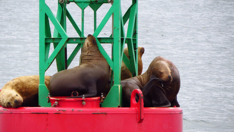 Stellar sea lions hogging the buoy, they would not let others join them.