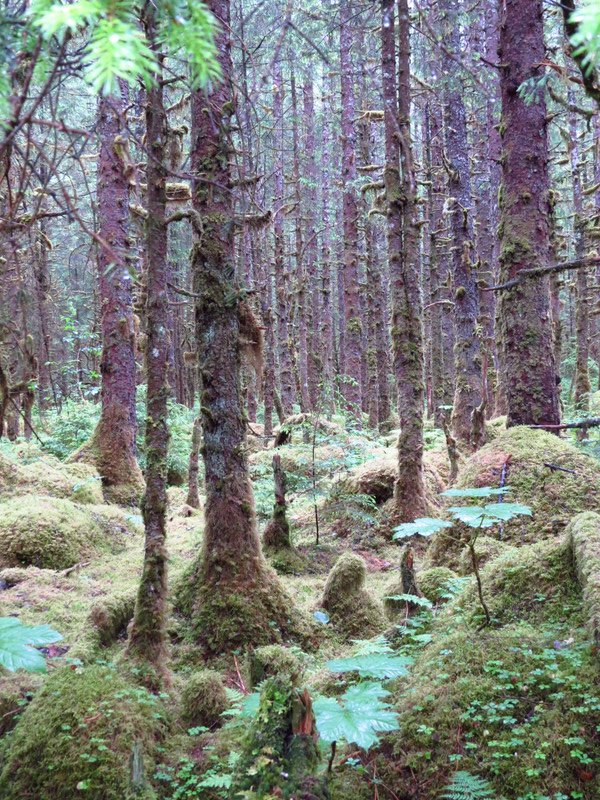 Forest trail near Mendenhall Glacier, very mossy