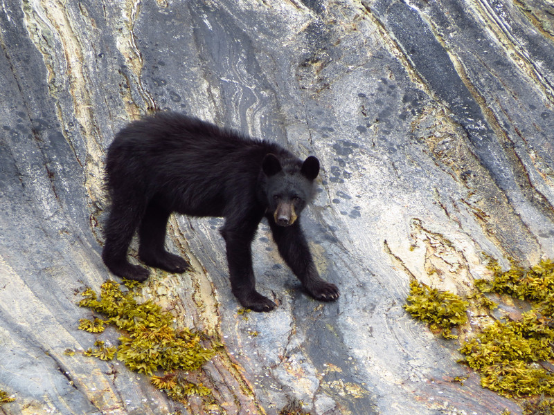Bear on rocky slope.